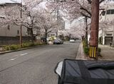 桜吹雪の日に走ったこともある（著者撮影） 