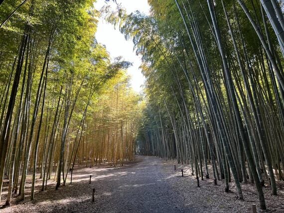 若竹の杜 若山農場