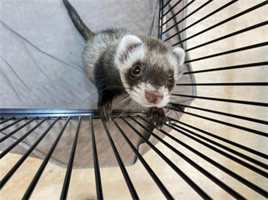 （写真提供：フェレットワールド）