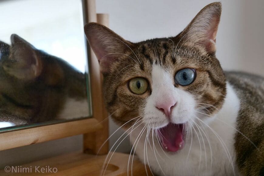 鏡を覗いてみたら、猫が写っていた。近づくと大きくなって、離れれば小さくなる。首をかしげると鏡の中の猫も同じように動く。びっくり！ おもしろーい。笑っちゃうね（写真：新美敬子）