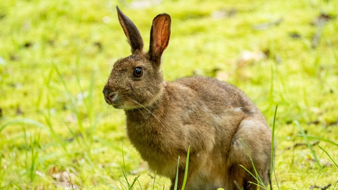 ウサギの耳はなぜ長い 動物人間で見るその凄さ 読書 東洋経済オンライン 社会をよくする経済ニュース