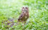 フクロウには、やはり森がよく似合う（写真提供：ゲンさん）