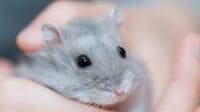 死んだハムスターの｢小さな傷｣が知らせた"犯人" 動物バラエティーやSNSでは見えてこない真実