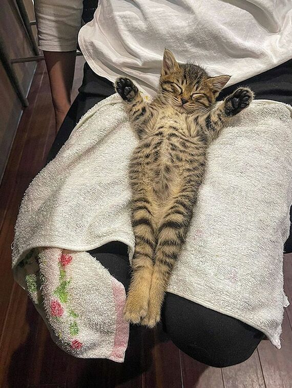 すっかり人に馴れ、安心しきっている猫