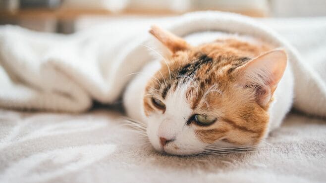 保護犬･保護猫のカジュアル化｢譲渡会｣の"功罪"