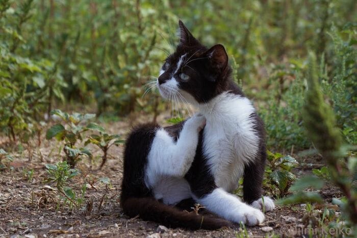 子猫だって腑に落ちないことがあった時には、少し考える