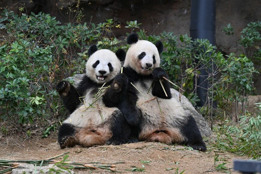 シャオシャオ、レイレイ。2024年1月20日撮影（写真：高氏さん提供）