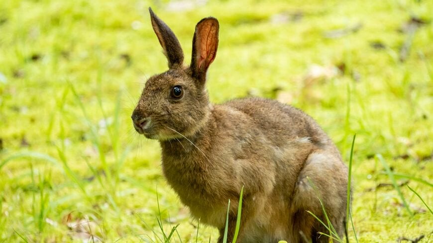 ウサギが外敵から狙われているのに気づくことができるのはなぜでしょうか。「動物人間」の姿を通してご紹介します（写真：ひろし58／PIXTA）