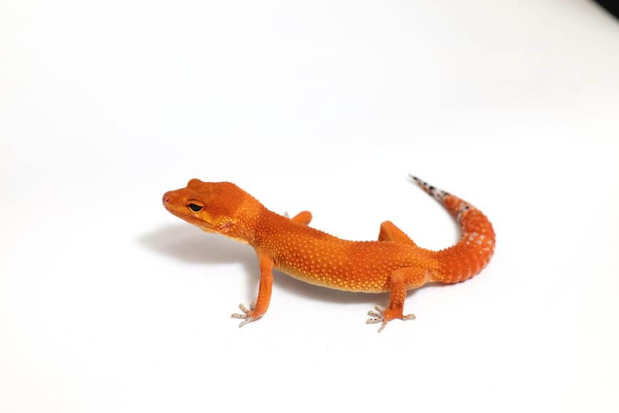 ヒョウモントカゲモドキ（マンダリン）②（撮影：尾形文繁／撮影協力：LUCK UP Reptiles）