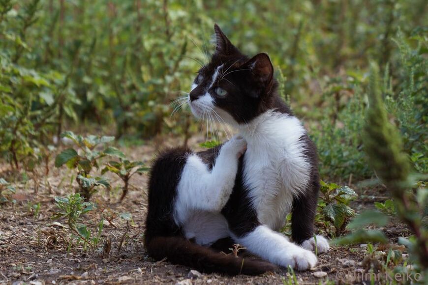 子猫だって腑に落ちないことがあった時には、少し考える（モンテネグロ・コトルにて／写真：新美敬子）