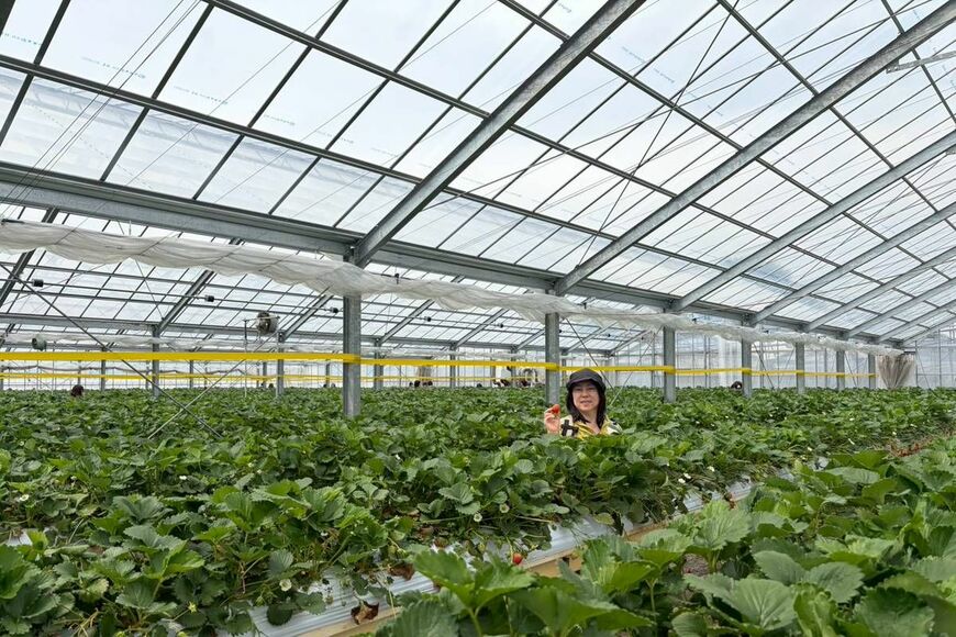 いちごのビニールハウスにて（写真：筆者提供）