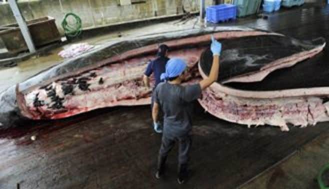 捕獲数を減らし自滅､調査捕鯨訴訟で完敗