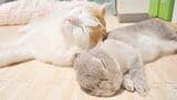 ぴったりと寄り添って眠るぽぽちゃんとぴーと君（写真提供：やすさん）