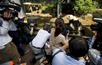 上野のパンダ出産で東天紅がストップ高に