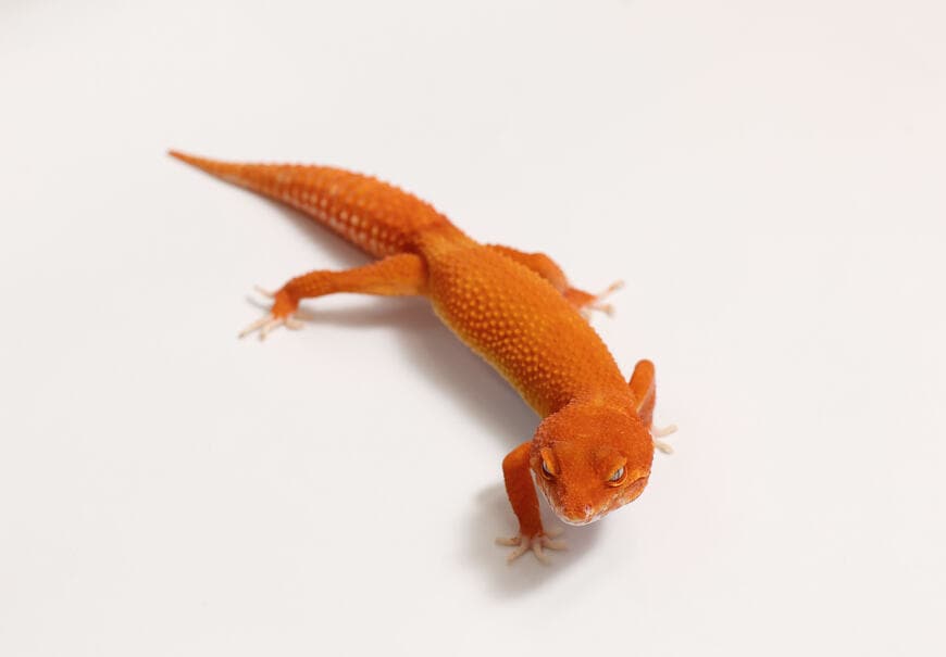 ヒョウモントカゲモドキ（レッドデビル）①（撮影：尾形文繁／撮影協力：LUCK UP Reptiles）