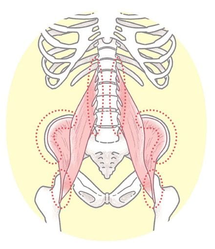 赤い点線で囲まれている部分が「付着部筋」（出所：『結局、腰痛は「ほぐし方」が9割』）
