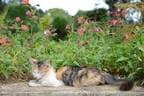 花壇にいる虫を見ていたら、いつの間にかうとうと……