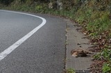 車に轢かれたのか？道端で倒れているツシマヤマネコ（写真：環境省対馬野生生物保護センター提供）