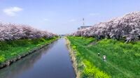 お花見シーズン目前！混雑を避け桜を楽しむ方法