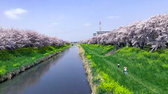 お花見シーズン目前！混雑を避け桜を楽しむ方法