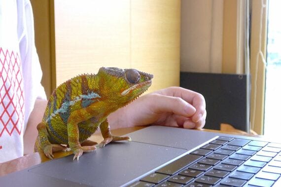 ノートパソコンに乗るカメレオン