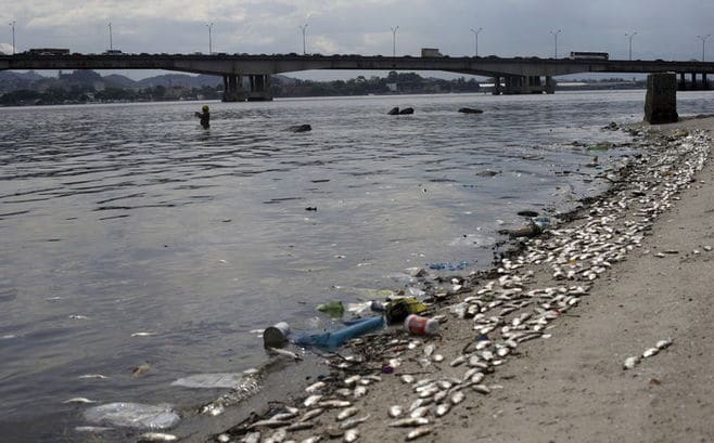 五輪リオ会場付近で数千匹の魚が大量死
