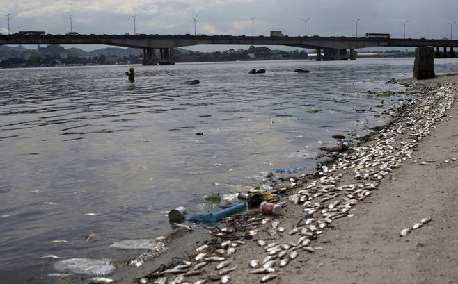 五輪リオ会場付近で数千匹の魚が大量死