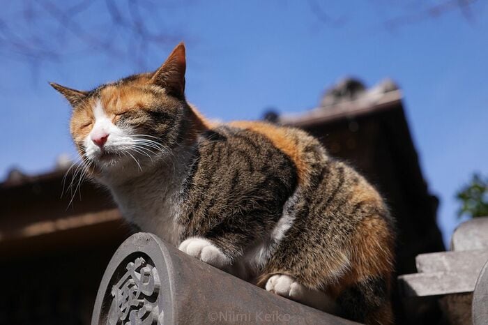 小春日和のこの日、屋根の上でうたた寝してしまった