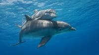 日本に年300ものイルカやクジラが｢漂着｣する謎