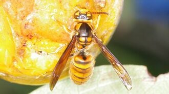 ｢ハチに2回刺されたら死ぬ｣迷信ともいえない訳