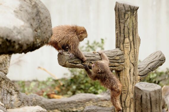 市川市動植物園 サル山