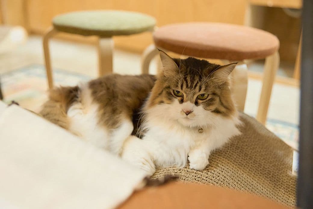 この日は眠かったのか、うとうとする猫店員（写真撮影：小原聡太）