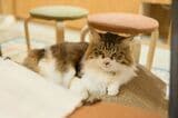 この日は眠かったのか、うとうとする猫店員（写真撮影：小原聡太）