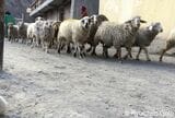 放牧から村に帰ってきたヤギの群れ（写真：筆者撮影）
