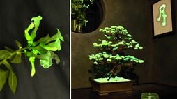 すごいベンチャー【97】LEP／電力ゼロで自ら光る独自の植物を開発