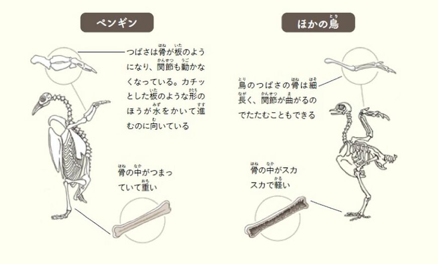 （出典：『カメの甲羅はあばら骨 ジュニア版』）