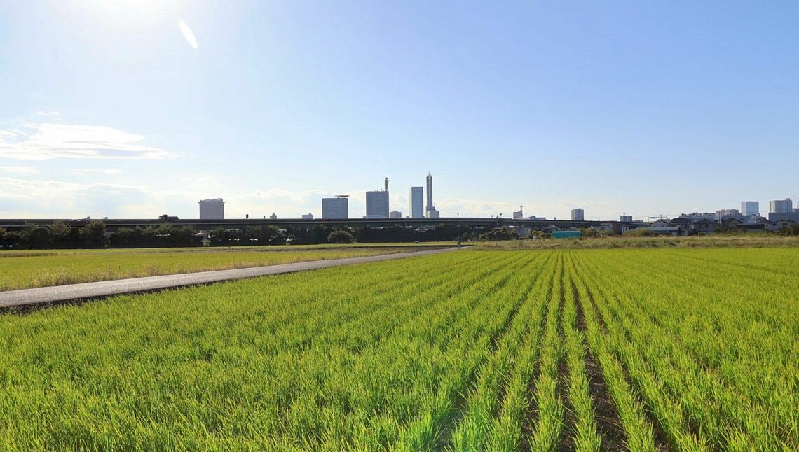 見沼たんぼからさいたま新都心を望む（撮影：河野博子）