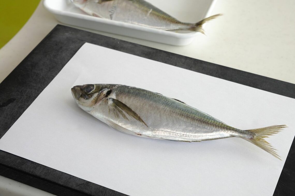 コピー用紙の上にのせたアジ