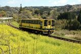 菜の花が咲く中を走るいすみ鉄道の気動車（撮影：南正時）