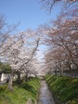 高野川沿いの桜並木（筆者撮影）