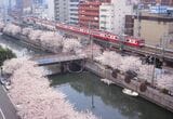 桜の咲き乱れる日ノ出町付近を走る2000形（撮影：南正時）