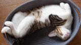 「深く眠ること」が健康の秘訣だと、猫は知っている（写真：新美敬子）