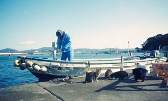 Do you know Japan’s Cat Island?