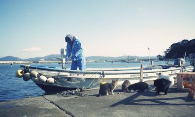 Do you know Japan’s Cat Island?
