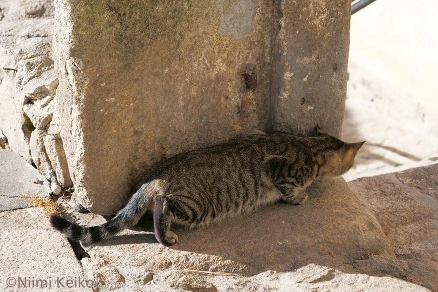 ポルトガル・ポルトで撮影。全力で飛び出したものの、鳩の捕獲に失敗。鳩が飛び立った場所で小さくジャンプした後、空を見上げていた。その様子をじっと見ていた人間がいることに気がつくと近寄り「僕はお利口さんだよね、失敗したけど」と、同意を求めるように話しかけた（写真：新美敬子）