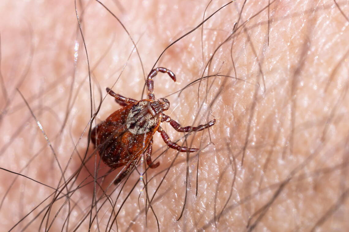 マダニ類。日本国内には命名されているものだけでも47種いる（写真：Dzurag／PIXTA）