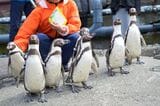 おたる水族館のフンボルトペンギン（写真：momohana／PIXTA）