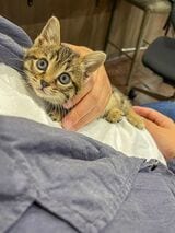 SNSにアップされる猫たちにファンがつき始めた