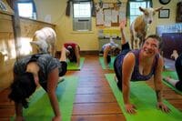 ヤギと一緒のヨガ教室が人気化したワケ 米国で｢ゴートヨガ｣がトレンドに