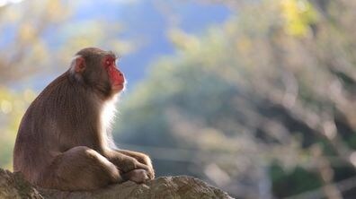 How Well Can You Explain Japanese Culture and History? -- Part 2